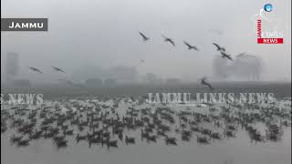Watch Bar-headed Geese Flock To Gharana Wetlands Near Indo-Pak Border Video