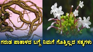 Watch Amazing benefits of Sarpagandha | Health secrets of Ayurveda herbs | Health tips Kannada Video