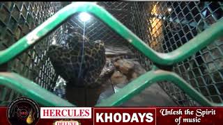 Watch Another Leopard Falls Into Well At Thane-Sattari, Rescued Video