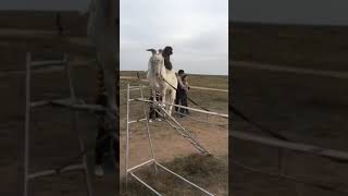 Watch Amazing Stunt Video