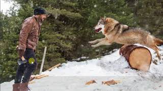Watch Tiger Zinda Hai New Look I Salman Khan With A Wolf Video