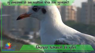 Watch Do you have ten specialities like this bird ? Video