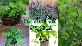 Watch Khabarchhe recommends having these plants in your house to purify the air and other amazing reasons Video