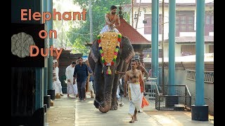 Watch Elephant on duty - Captive giants of India Video