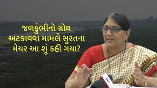 Watch Know what surat mayor Ashmita Shiroya about water hyacinth? Video