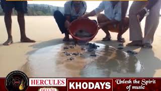 Watch This Video Of Olive Ridley Turtle Hatchlings Will Make Your Day Video