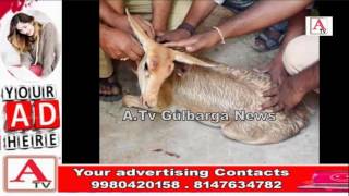 Watch Gulbarga Me Mila Hiran Ka Baccha A.Tv News 10-3-2017 Video