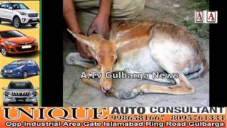 Watch Gulbarga Me Mile Hiran K 2 Bacchaon Me Se 1 Ki Death A.Tv News 11-3-2017 Video