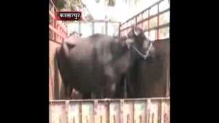 Watch 25 Oct 2013   Bhais Choor kabu by Kapurthal Police Video