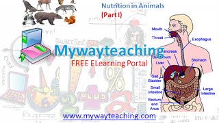 Watch Science Class 7 Chapter 2 Part 1|Nutrition in Animals| Video