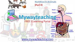 Watch Science Class 7 Chapter 2 Part 2|Nutrition in Animals| Video