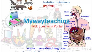 Watch Science Class 7 Chapter 2 Part 8|Nutrition in Animals| Video