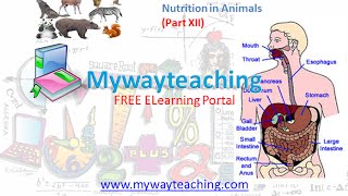 Watch Science Class 7 Chapter 2 Part 12|Nutrition in Animals| Video