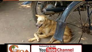 Watch Mormugao Municipality Makes It Compulsory To Register Domestic Dogs Video