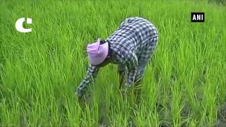 Watch Experts Believe this Certain Grain of Rice may Cure Cancer Video