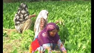 Watch Delhi Nature Today  7 Video