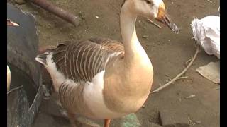 Watch Delhi Nature Today  2 Video