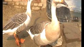 Watch Delhi Nature Today  3 Video