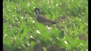 Watch Delhi Nature Today 1 Video
