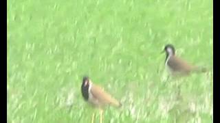 Watch Delhi Nature Today  5 Video
