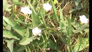Watch Delhi Nature Today  6 Video