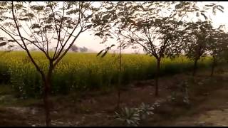 Watch peeli peeli saraso Video