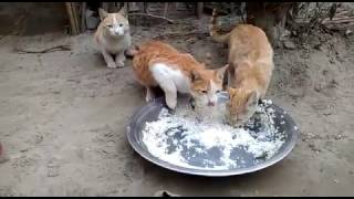 Watch Cat and Dog Video