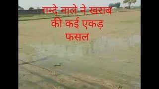 Watch à¤¨à¤¾à¤²à¥‡  à¤•à¥‡ à¤°à¤¿à¤¸à¤¾à¤µ à¤¸à¥‡ à¤–à¤°à¤¾à¤¬ à¤¹à¥à¤ˆ à¤«à¤¸à¤² Due to the leakage of dirty water in damaged several acres of crop Video