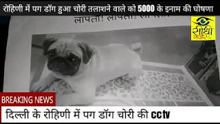 Watch Delhi Rohini Pug Dog Chori ... à¤ªà¤¤à¤¾ à¤²à¤—à¤¾à¤¨à¥‡ à¤ªà¤° 5000 à¤•à¤¾ à¤‡à¤¨à¤¾à¤® Video