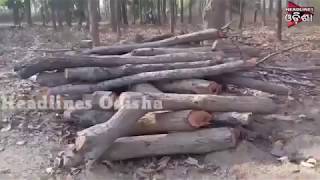 Watch Another Plantation Scam Exposed In Headlines Odisha @ Harichandanpur Video