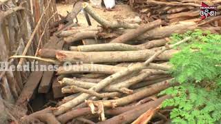 Watch Woods Are Running Towards Destroy In Paradeep: Silent Forest Department Video