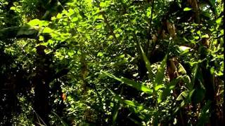 Watch Song of the Sanctuary Video