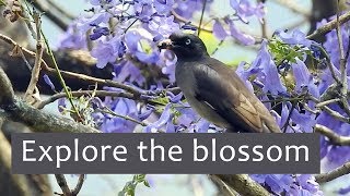 Watch Explore the blossom - Munnar - season of flowers Video