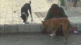 Watch Mentally disabled man's humidity for dogs Video