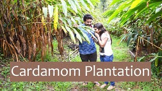 Watch Cardamom - the King of Kerala's spices Video