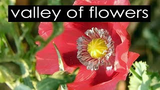 Watch A valley of flowers - Vattavada Video