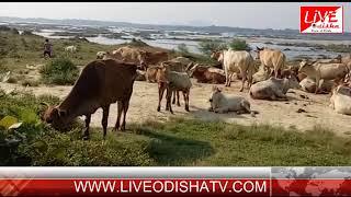 Watch SUBARNAPUR COW FARM Video