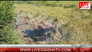Watch BINIKA FARMER PROBLEM Video