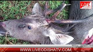 Watch BIRMAHARAJAPUR SAMBAR DEAD Video