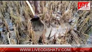Watch KHALIKOTE FARMER PROBLEM Video