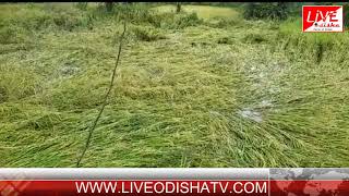 Watch Mohana crop Damage Video