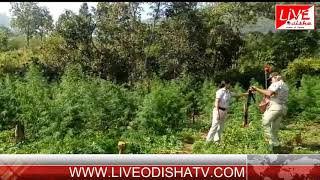 Watch Mohona Ganza Plants Video