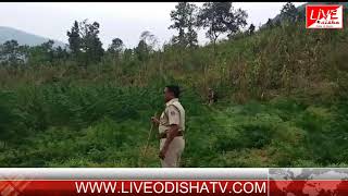 Watch Mohana Ganja seize Video