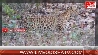 Watch Tiger Akraman In Binika Video