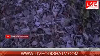 Watch Keonjhar Snowfall Video