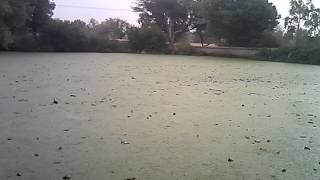 Watch WhatsApp Video 2017 05 03 at 9 56 15 AM Video