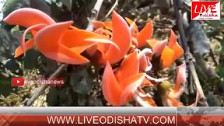 Watch Special Report : Beautifull Palasa flower in Binika Video