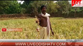Watch Special Report : Kandhamal Sirtiguda Panchayat Farmer Issue Video