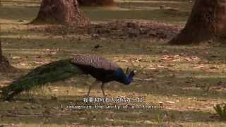 Watch Common Yoga Protocol, AYUSH (Mandarin ç‘œä¼½  Version) Video