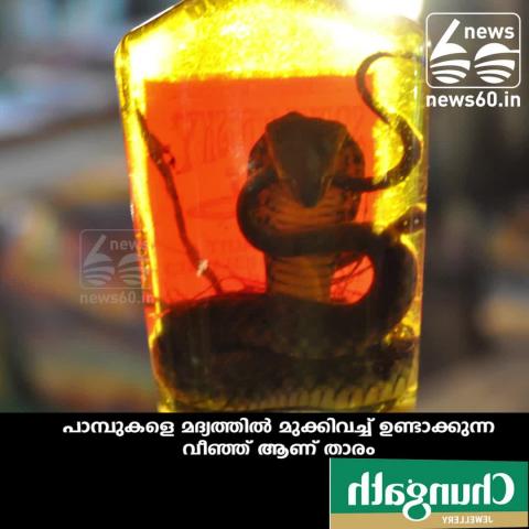 Watch Snake wine... A rare special wine Video